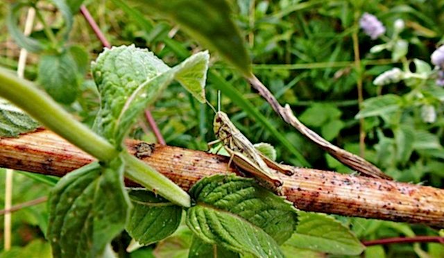 5 Ways to Keep Your Garden Pest-Free