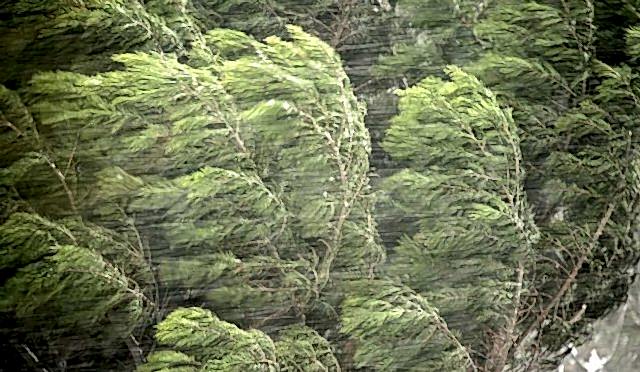 Rüzgar Perdesi Olarak Kullanılabilecek 10 İbreli Ağaç ve Özellikleri