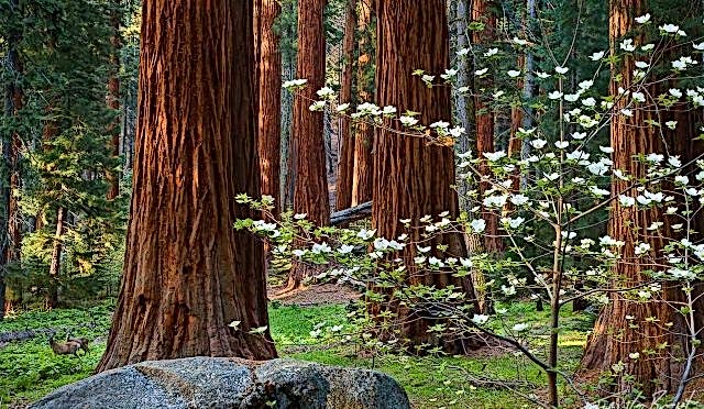 Orman Devi Sekoya Ağacı (Sequoiadendron giganteum)