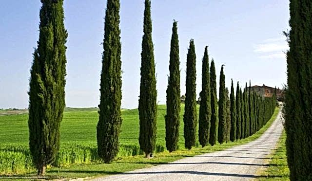 Cupressus – Servi Ağacı Çeşitleri Ve Özellikleri