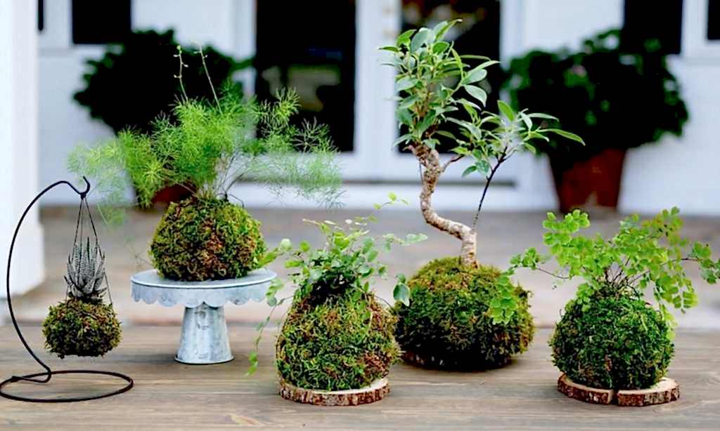 Kokedama Sanatı: Yosunlar ile Ortaya Çıkan Tasarımlar