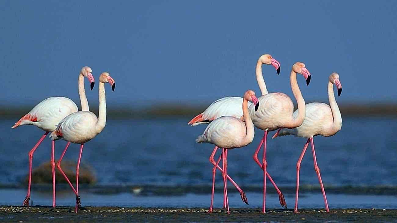 Ramsar Sözleşmesi Ve Türkiye’de Bulunan 14 Ramsar Alanları
