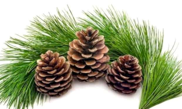 Pinus – Çam Ağacı Çeşitleri Ve Özellikleri