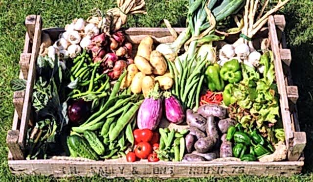 An Environmentalist Approach; Edible Gardens
