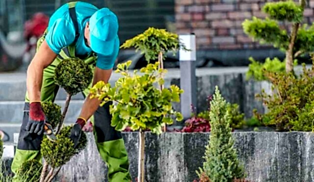 How to Choose the Perfect Plants for Your Garden