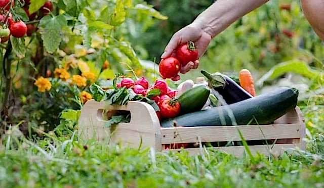 7 Delicious Vegetables to Grow in Your Garden