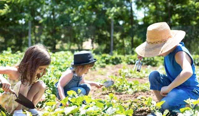 The Benefits of Companion Planting in Your Garden