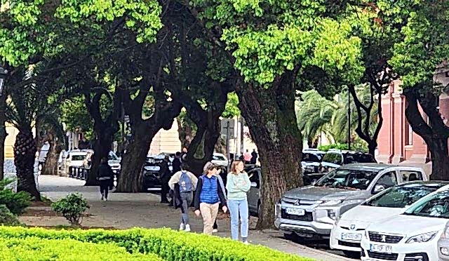 Kaldırımda Kullanılabilecek 10 Ağaç Türü ve Seçim Kriterleri