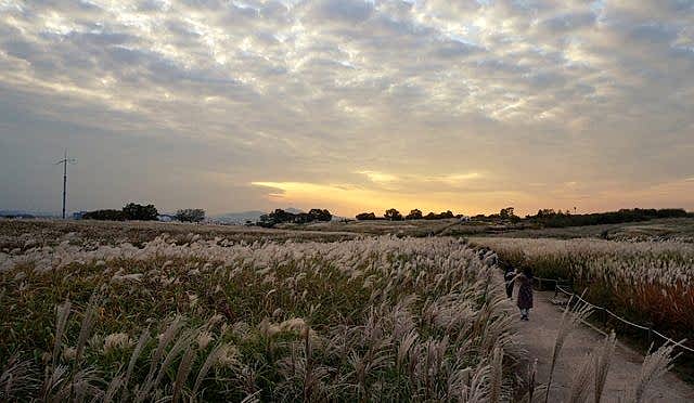 From Landfill to Butterfly Paradise: A Remarkable Transformation of Nanjido – Haneul Park